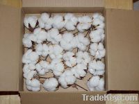 Grade A Raw Cotton For Sale