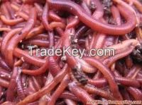 High  quality  red worms 