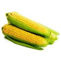 Best Selling Yellow Corn