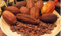 High Quality Dried Raw Natural Cocoa Beans