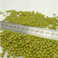 Wholesale Best Quality Green Mung Beans with Reliable Price