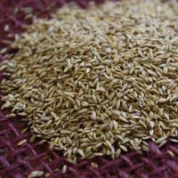 100% Pure Forage Seeds / forage grass seeds 