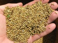 Best Quality  GREEN / YELLOW MILLETS 