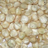 High Quality White Corn (Human Consumption & Animal Feed) 