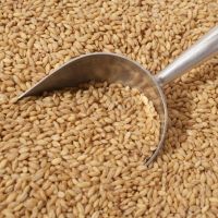 Top Quality Barley Malt For Brewing Beer