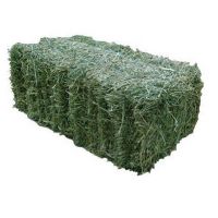 High Quality  Lucerne Hay 