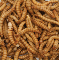 Quality Dried Mealworms Pet Food Meal Worm