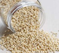  WHITE SORGHUM Red Sorghum,Sorghum Grains