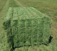 Alfalfa Hay Bales 250KG