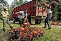 Palm Oil supply