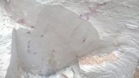 Raw kaolin