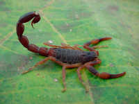 Scorpion venom