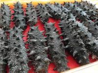 Quality FROZEN CLEANED SEA CUCUMBER/Best Grade Dried Sea Cucumber