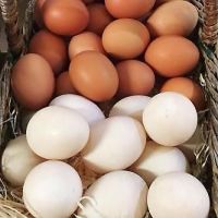 Fresh chicken brown and white table eggs