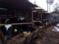 Healthy Mature cattle's 