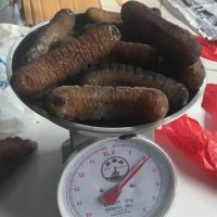 Sea Cucumber