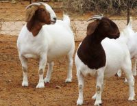 Boer Goats, live sheep & Live Goats, Dorpers, Kalahari Reds, Saanen, Merinos & cattle, Sheep & beef slaughter and fattening bulls