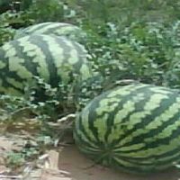 watermelons