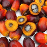 Palm Oil/Refined Palm Oil/ Crude Palm Oil 100% Refined Palm oil