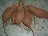 purple  sweet potatoes