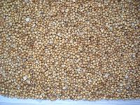 Coriander seeds