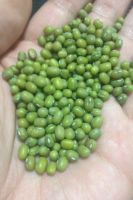 Green mung beans