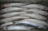 frozen grey mullet fish