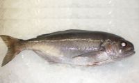 barrelfish whole