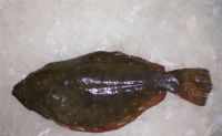 frozen flounder fish