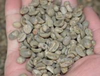 Robusta Green Coffee Bean Grade A 2018 