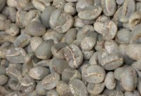  Arabica Green Coffee Bean Grade A 2018 