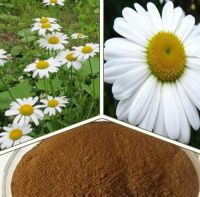 Beautiful Pyrethrum flowers from kenya