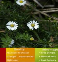 Fresh Pyrethrum flowers from kenya