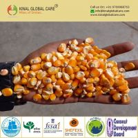 Best Quality Indian Yellow Maize