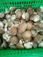 organic shiitake mushroom