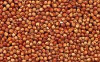 Sorghum