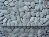 Hexing Snow White Pumpkin Seeds Inshell/ Bulk Heilongjiang Pepitas, 13mm Organic Is Availiable