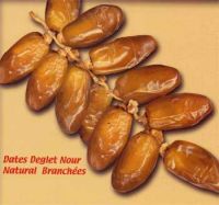 Dates deglet Nour