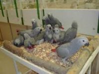 Hatching/fertile parrot eggs and Parrot Birds for sale  (WhatsApp Us AT: +237677448269)