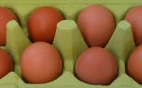 Broiler Hatching Eggs: Cobb 500 and Ross 308 (WhatsApp Us AT: +237677448269)