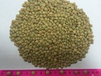 Green lentils