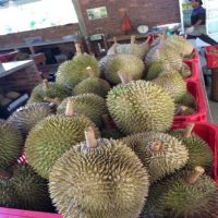 Fresh Durian 