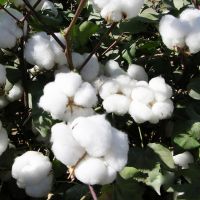 Cotton Seeds and cotton seed Oil 