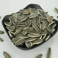 sunflower seeds raw for oil 