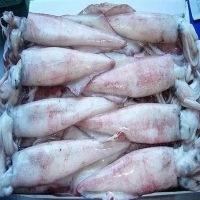 Frozen Whole squid Available 
