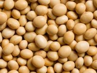 NON GMO DRIED CHEAP SOYBEANS 