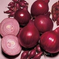 wholesale fresh red onion 