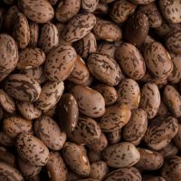 Pinto Beans (Best Quality and Prices) 