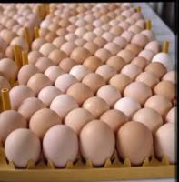 FRESH CHICKEN EGGS FERTILE/ HATCHING CHICKEN EGG/ BROILER CHICKEN EGGS /COBB 500 , ROSS 308