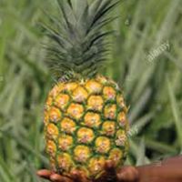 Hasil carian imej untuk md2 pineapple